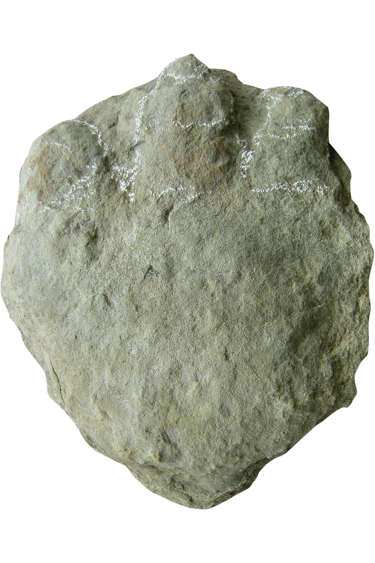 Pachypes dolomiticus