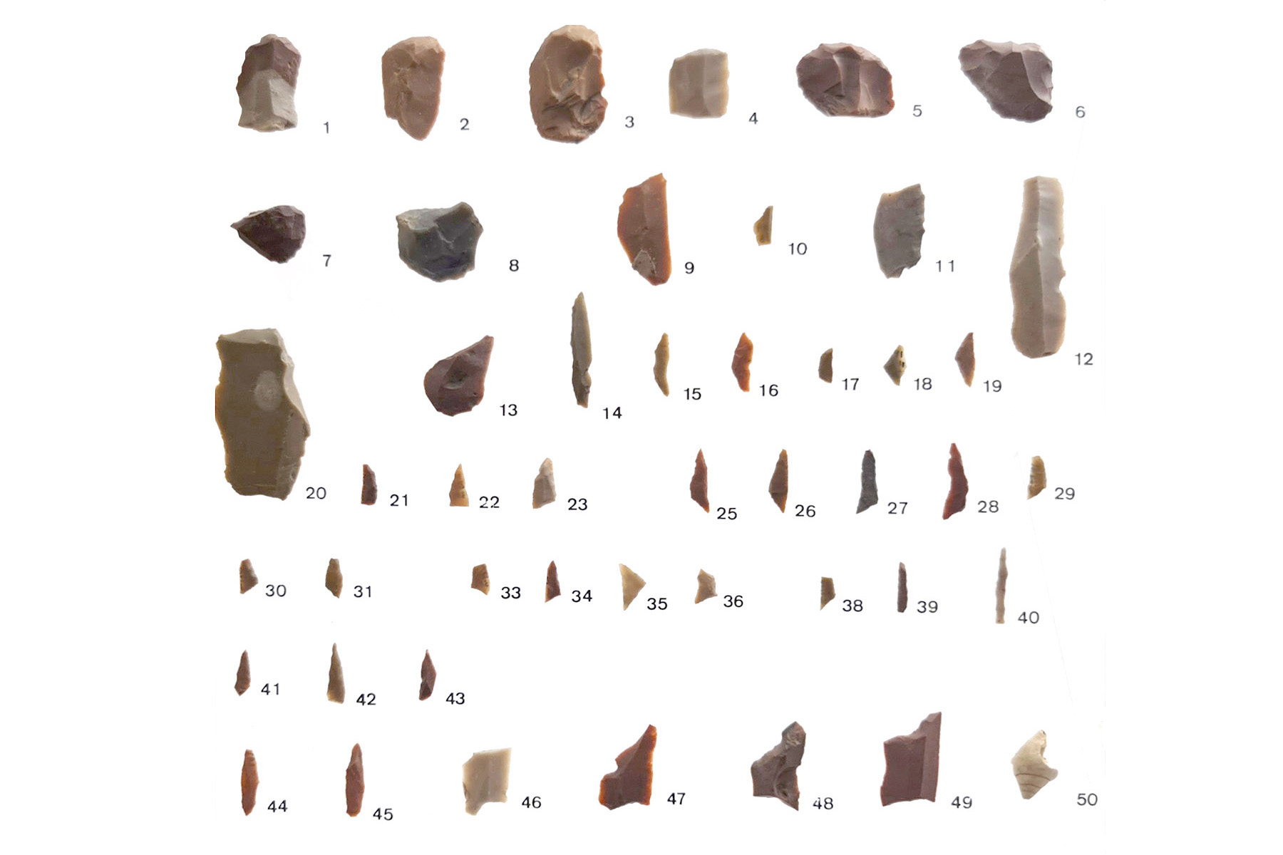 Werkzeuge aus Feuerstein und eine Meeresschnecke (Nr. 49)