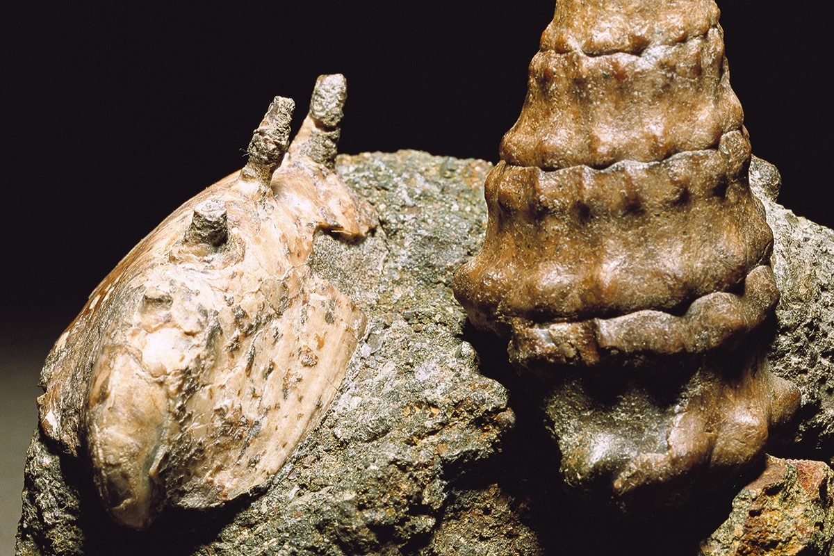 Haliotimorpha und Chemnitzia