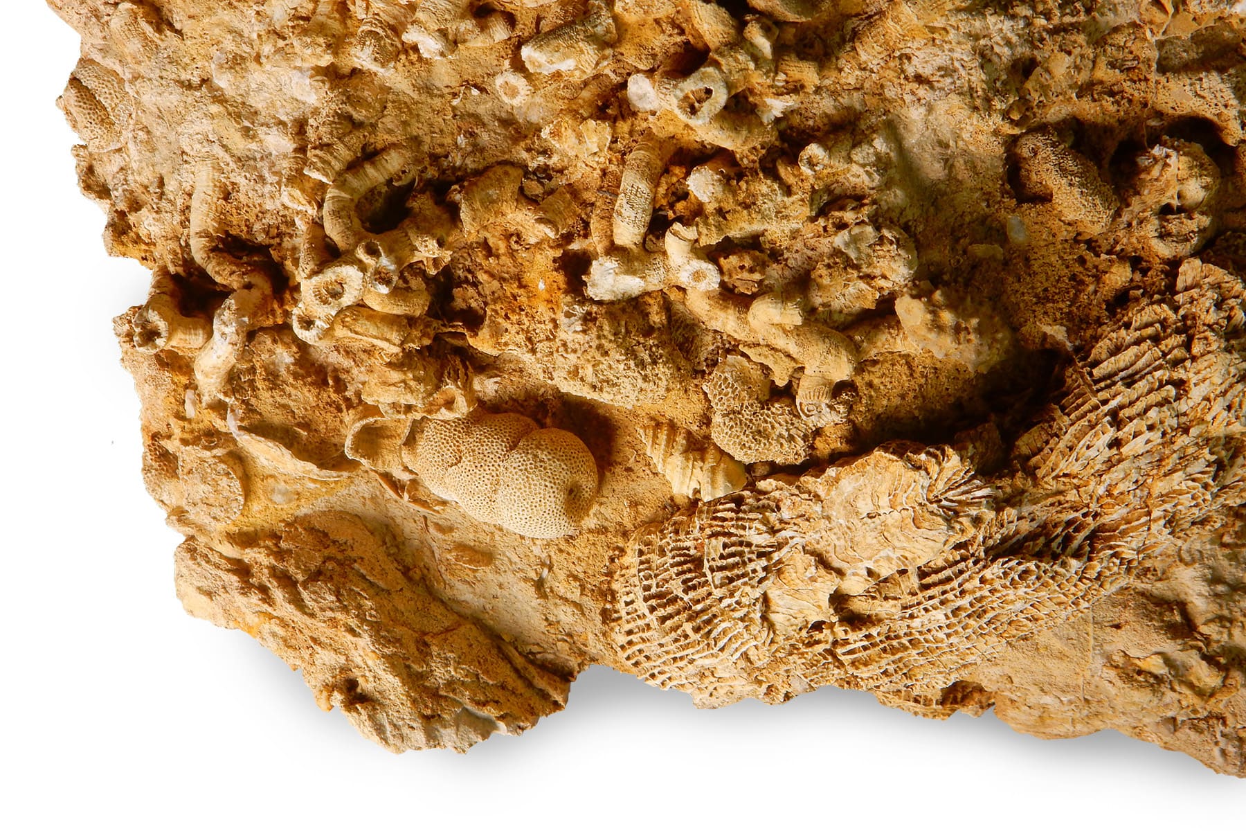 Korallen und Schwämme, Schlern