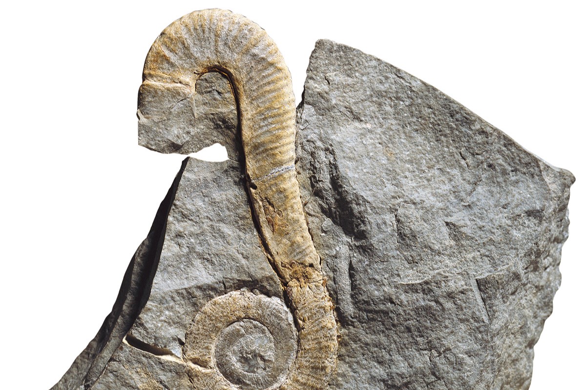 Mascroscaphites