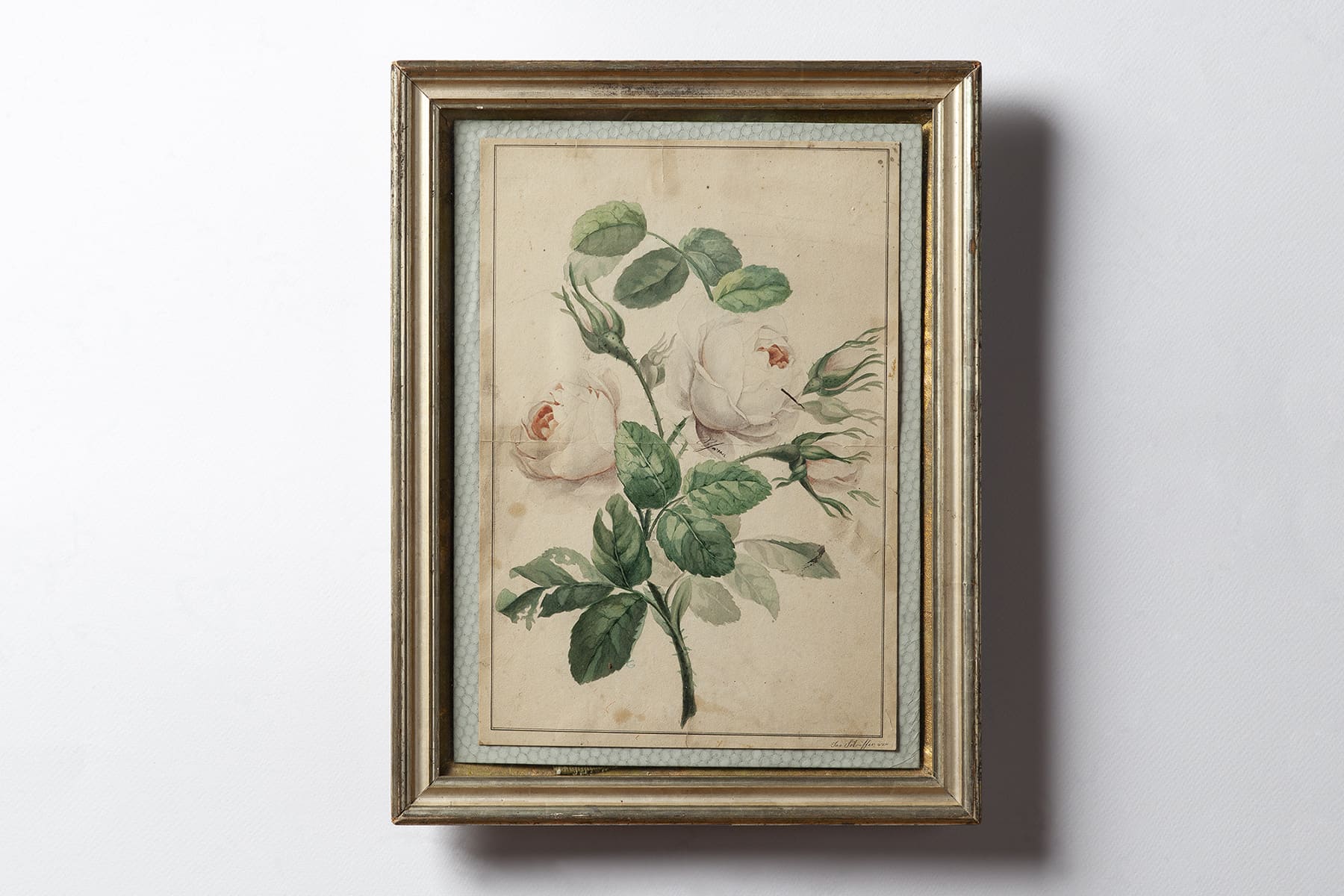 Pfingstrosen, Aquarell von Jakob Sotriffer