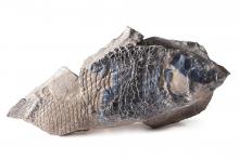 Rückseite Archeolepidotus