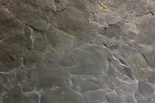 Daonella, große Platte