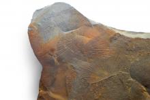 Daonella, Wengener Schichten