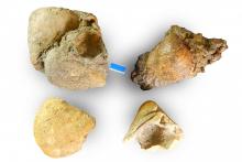 Vier Pachycardientuffe