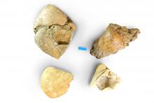 Vier Pachycardientuffe