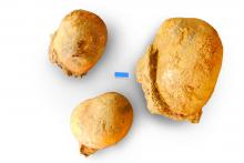 Fedaiella, drei Stück