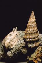 Haliotimorpha und Chemnitzia