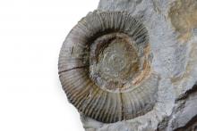 Costidiscus